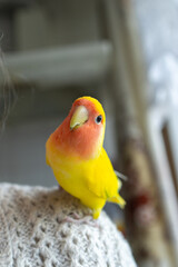 Bright yellow lovebird with orange face perches on person's shoulder. The vibrant colors of the bird stand out against the soft sweater background. Funny little parrot sitting on human. Animal friend