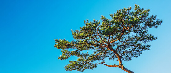 Lush green pine tree branches against a clear blue sky.