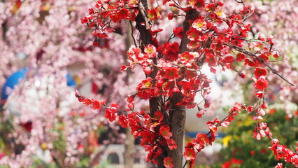 The Red Sakura Blossom
