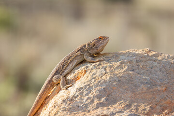 A bearded dragon, a prehistoric looking lizard with an orange eye, warming up its ectothermic body on a rounded rock in the dry outback country at Broken Hill in New South Wales, Australia.