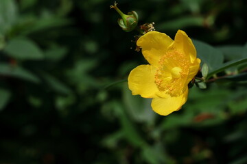 黄金色の梅に似た花