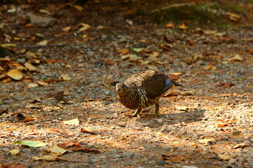grouse on the ground