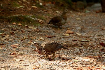 grouse on the ground