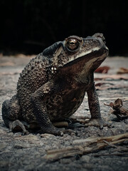 Asian Common Toad Duttaphrynus melanostictus