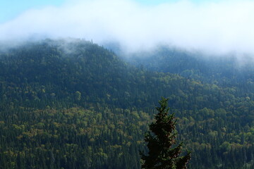 Naklejka premium fog in the mountains