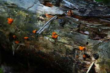 Orange mushrooms on log