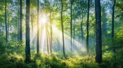 A serene forest scene with tall trees and sunbeams gently shining through the canopy, creating a peaceful, calming atmosphere