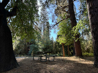Picnic Table at Campground, Big Trees, Nature