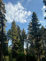 California Outdoors, Camping Ground, Big Trees, Nature
