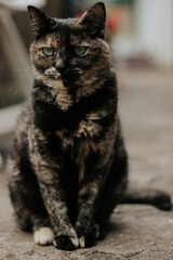 Black cat with Green eyes