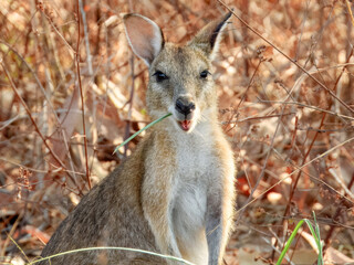 Agile Wallaby (Notamacropus agilis) in Australia © Imogen