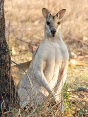 Agile Wallaby (Notamacropus agilis) in Australia