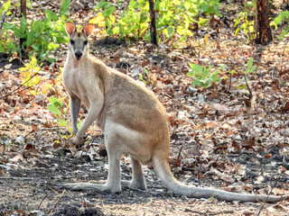 Agile Wallaby (Notamacropus agilis) in Australia