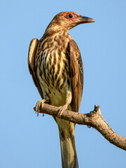Australasian Figbird - Sphecotheres vieilloti in Australia
