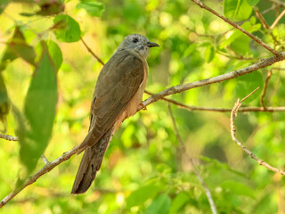 Brush Cuckoo - Cacomantis variolosus in Australia