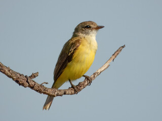 Lemon-bellied Flyrobin - Microeca flavigaster in Australia