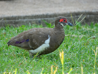 Partridge Pigeon - Geophaps smithii in Australia