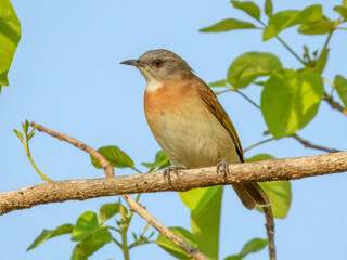 Rufous-banded Honeyeater - Conopophila albogularis in Australia