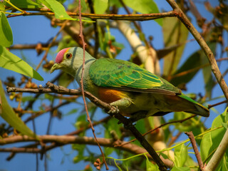 Stunning native bird found across outback Australia.