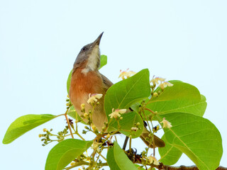 Rufous-banded Honeyeater - Conopophila albogularis in Australia