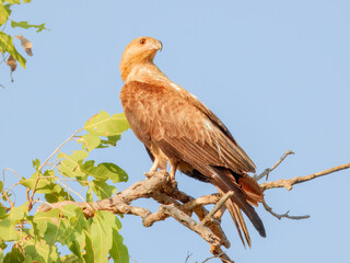 Whistling Kite - Haliastur sphenurus in Australia