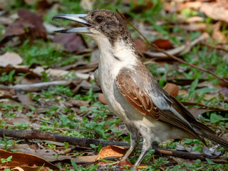 Silver-backed Butcherbird - Cracticus argenteus in Australia