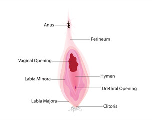 Female genitalia - external genitalia comprise the pudendum, the clitoris, and the female urethra