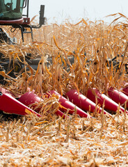 Combine harvester working in a corn field