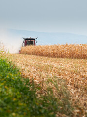 Fototapeta premium Combine harvester working in a corn field