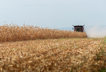 Combine harvester working in a corn field