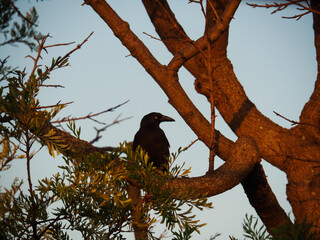 crow perched on a grevillea tree branch amongst in the sunlight