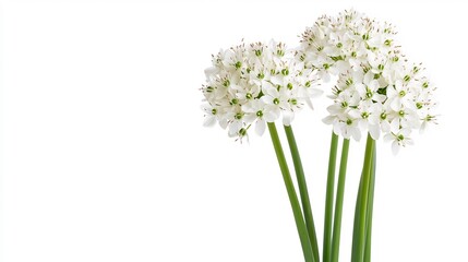 Naklejka premium Three White Flower Blooms on Green Stalks