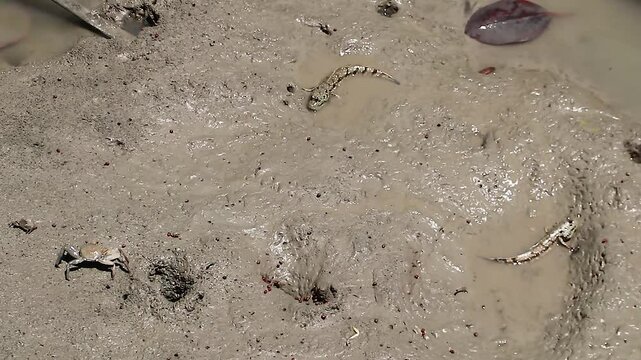 The mudskipper fish is out of its nest looking for food and basking in the sun.  This fish can blink and can live in two realms, land and water. 