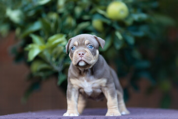 Cute little American bully puppy
