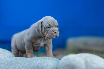 Cute little American bully puppy