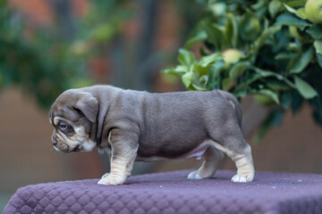 Cute little American bully puppy