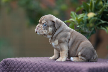 Cute little American bully puppy