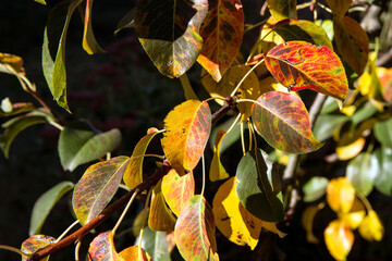 Autumn pear branch with yellow leaves. An autumn branch of a tree with bright falling leaves.