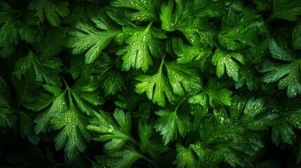 Dew-Covered Green Parsley Leaves Close-Up