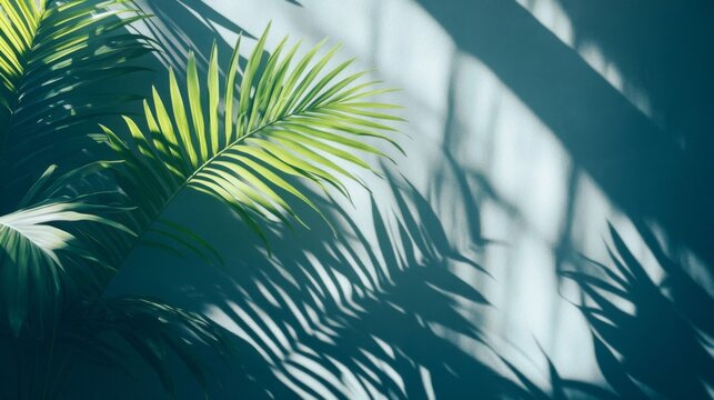 Palm Leaf Casts Shadows on a Teal Wall