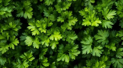 Lush Green Parsley Leaves Close-Up