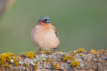 Common chaffinch, Fringilla coelebs. In the early morning, a male bird sits on a branch