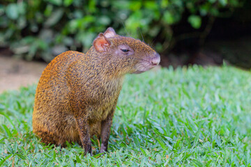 Central American agouti (Dasyprocta punctata) in rainforest. 