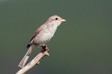 The Red-backed Shrike (Lanius collurio) female sitting on the small branch . 