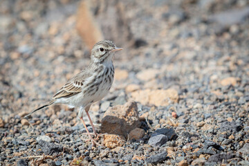 Berthelot's pipit bird, (Anthus berthelotii), standing on a volcanic rock, Tenerife, Canary islands, Spain