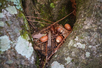 樹洞に落ちたどんぐり