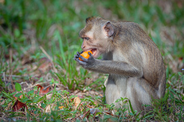 Crab-eating macaque sits and eats tangerines