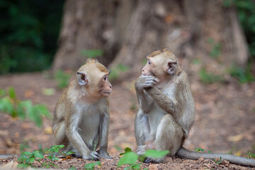 Young Crab-eating Macaques play in a clearing in the forests of Cambodia