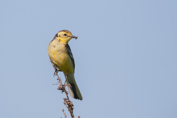 Female Citrine wagtail in spring plumage perched on small branch with green background