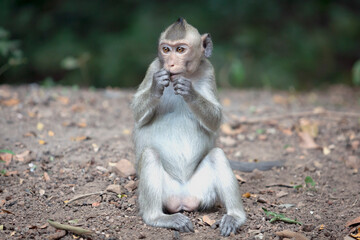 Crab-eating macaque in the jungles of Cambodia